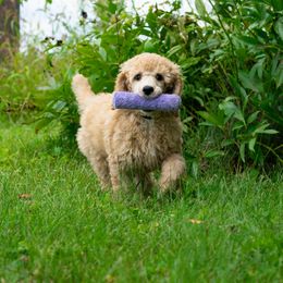 Poodle Puppies from Pawsable Prospects