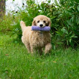 Poodle Puppies from Pawsable Prospects