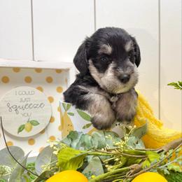 Oki - Black and silver male Miniature Schnauzer puppy in Huntington, Utah from Schnauzers on Robinson Lane