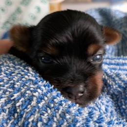 Mack - Black and gold male Yorkshire Terrier puppy in Gatesville, Texas from KontryKritterz Yorkies