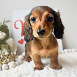 Wrenley 3200 - Red female Dachshund puppy in Sylvania, Alabama from Yancey’s Doxies