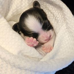 Papillon Puppies from Finale Farm Papillons