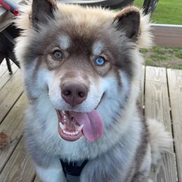 Siberian Husky All Grown Up from Snowangel  Huskies