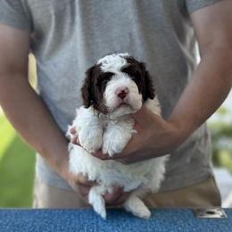 Girl 1 - Brown female Lagotto Romagnolo puppy in Sugar Valley, Georgia from Pinnacle Farm and Kennel