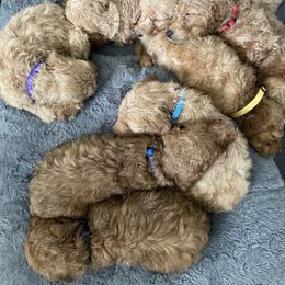 Goldendoodle Puppies from Tejas Doodles