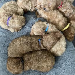 Goldendoodle Puppies from Tejas Doodles