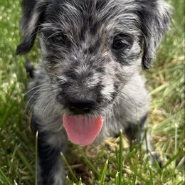 Nugget - Merle male Goldendoodle puppy in Billings, Montana from Rising Star Doodles