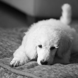 Poodle Puppies from 5-Star Poodles