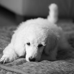 Poodle Puppies from 5-Star Poodles