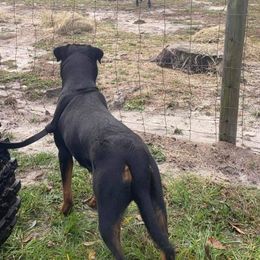 Border Collies and Rottweilers from Mottled Creek Farm