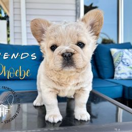Friends Phoebe (Fluffy) - Cream female French Bulldog puppy in Salem, Oregon from Toy House Frenchies