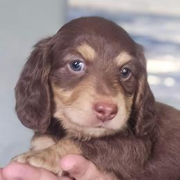 Jester - Chocolate and tan male Dachshund puppy in Willcox, Arizona from Tootsie's Tiny Toes
