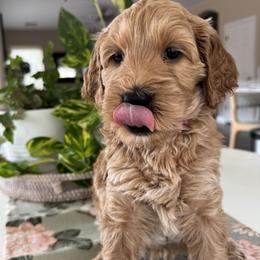 Pink - Apricot female Goldendoodle puppy in Gilbert, Arizona from DogHouse Doodles