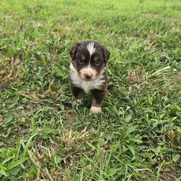 Miniature American Shepherd Puppies from Magnolia Tree Miniature American Shepherds