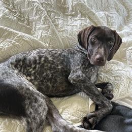 Gracie Lou - German Shorthaired Pointer