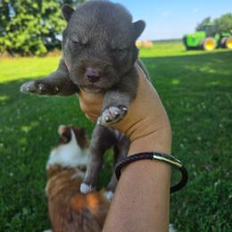 Klaus-on hold Jaelyn 7.20 - Red and white male Siberian Husky puppy in Bingham, Illinois from Siberian Instincts Kennel