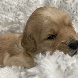 Goldendoodle Puppies from Angel’s Goldendoodle Pups
