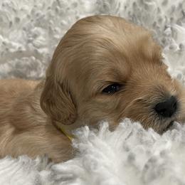 Goldendoodle Puppies from Angel’s Goldendoodle Pups