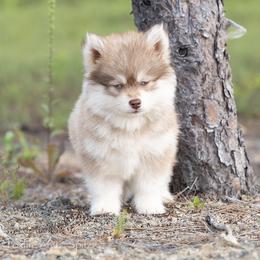 Pomsky Puppies from Foxfire Arctic Spitz