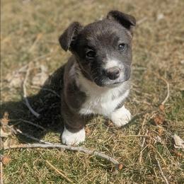 Clover - Brindle and white female Cardigan Welsh Corgi puppy in Hotchkiss, Colorado from Bell S Ranch