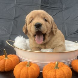 Miss Guppy - Golden female Golden Retriever puppy in Knoxville, Tennessee from Jack and Ginger’s Goldens