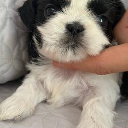 Bruno Sultan's Star - Black and white male Shih Tzu puppy in Moore, South Carolina from Ganna's Shih Tzus
