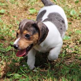 Dachshund Puppies from Tygart Creek Dachshunds
