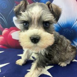 Bella - Parti female Miniature Schnauzer puppy in Sylvania, Georgia from Southern Sky Miniature Schnauzers