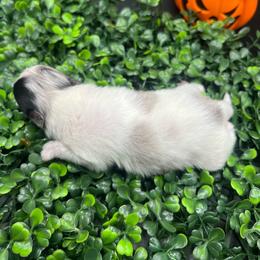 Boy 2 - Blue merle male Pomeranian puppy in Brentwood, California from Royalpawpoms