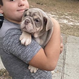 Bulldog Puppies from Flawless Bulldog