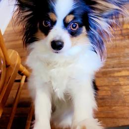 Papillons from Mitchell Family Papillons