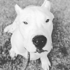 Dogo Argentino Puppies from De la Fuerza de Dios