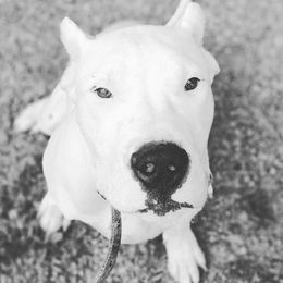 Dogo Argentino Puppies from De la Fuerza de Dios
