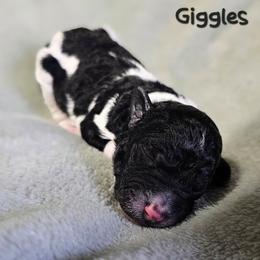 Giggles - Parti female Goldendoodle puppy in Harris County, Texas from Cute & Curly Doodles