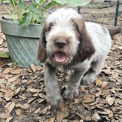 Song - Brown roan female Spinone Italiano puppy in Alachua, Florida from Asperida Spinoni and Dachshunds