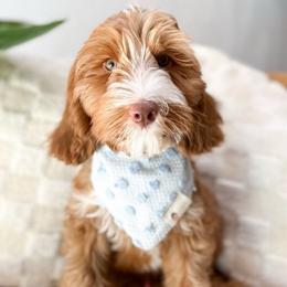 Tahiti - Caramel red Australian Labradoodle puppy in Palmdale, California from Doodles_Ko