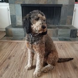Harley - Bernedoodle
