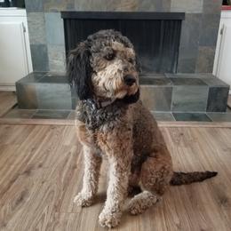 Harley - Bernedoodle