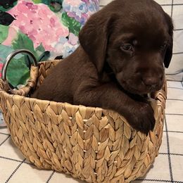 Labrador Retriever Puppies from Cedar Lake Labradors