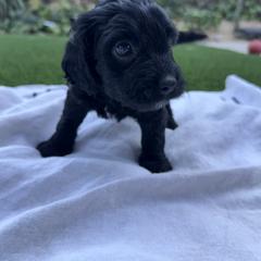 Girl 5 - female Australian Mountain Doodle puppy in Fullerton, California from Emerald Creek Doodles