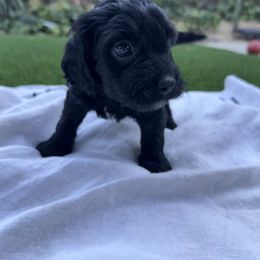 Girl 5 - female Australian Mountain Doodle puppy in Fullerton, California from Emerald Creek Doodles