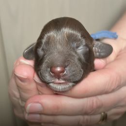 Australian Labradoodle Puppies from Happy-Go-Lucky Australian Labradoodles