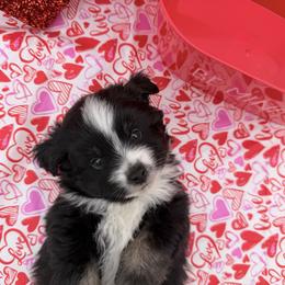 Dasher - Black & white male Toy Australian Shepherd puppy in Aurora, Missouri from Sweet Peach Puppies