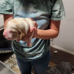 White - Lemon and white male Basset Hound puppy in Lucerne Valley, California from Seussorie of Puddle Pups