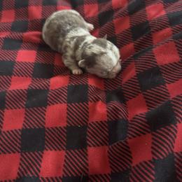 Winter - Merle female Chihuahua puppy in Breese, Illinois from Casey's Chihuahuas