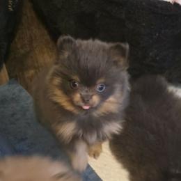 Gene Belcher - Blue and tan male Pomeranian puppy in Smithville, Texas from Lafary Poms