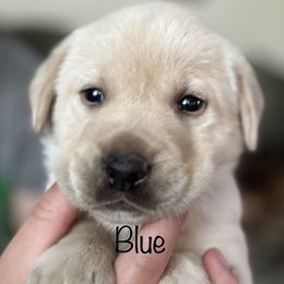 Labrador Retriever Puppies from Red Sky Retrievers LLC