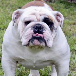 Major Payne - Bulldog