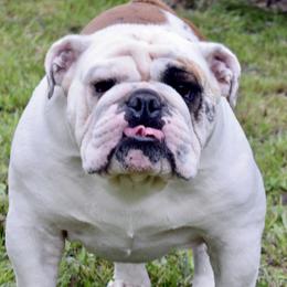 Major Payne - Bulldog