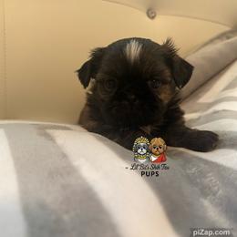 Arlo - Sable and white male Shih Tzu puppy in Walkertown, North Carolina from Lil’ Bit’s Shih Tzu